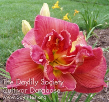 Daylily Ho Ho Ho